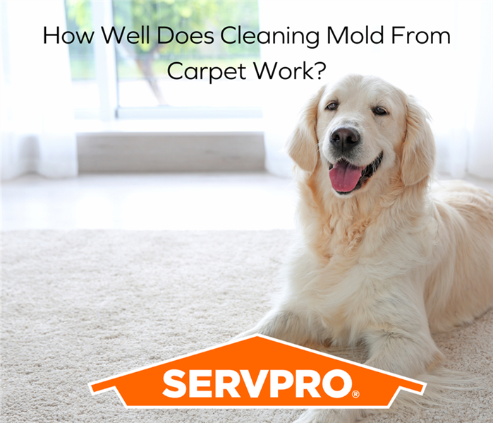 Dog on Carpet with title of Post and Servpro logo overlayed